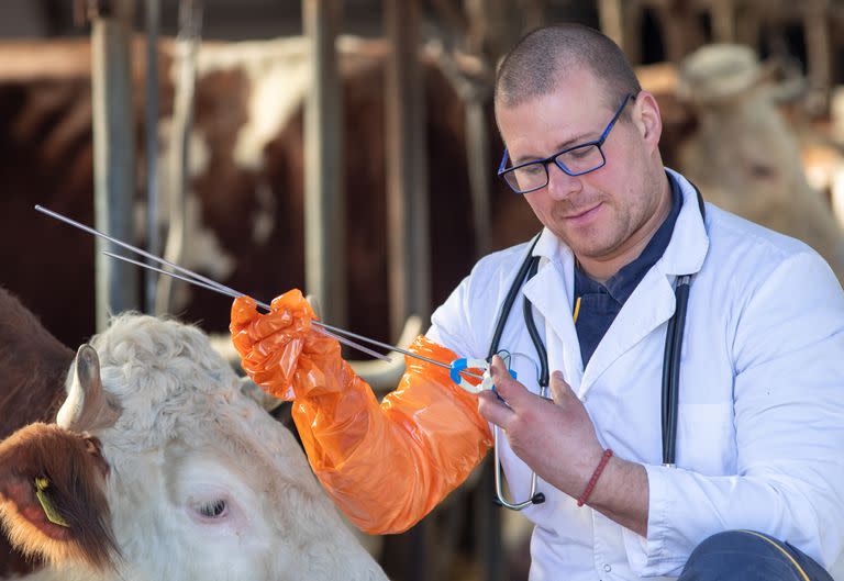 Para el Foro de Genética Bovina, esta nueva traba oficial “tiene un muy alto impacto en la productividad pecuaria”