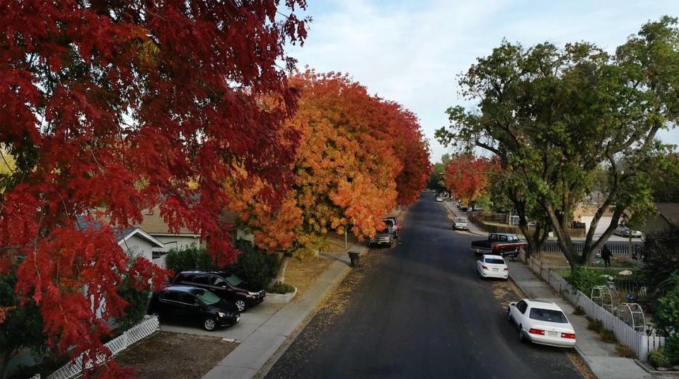 Trees change color alon Glenwood Drive in Modesto, Calif., on Saturday, Nov. 21, 2020.