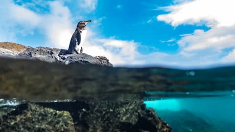 Penguins are not usually found in the tropics, but very much at home in Galapagos - Credit: ISTOCK