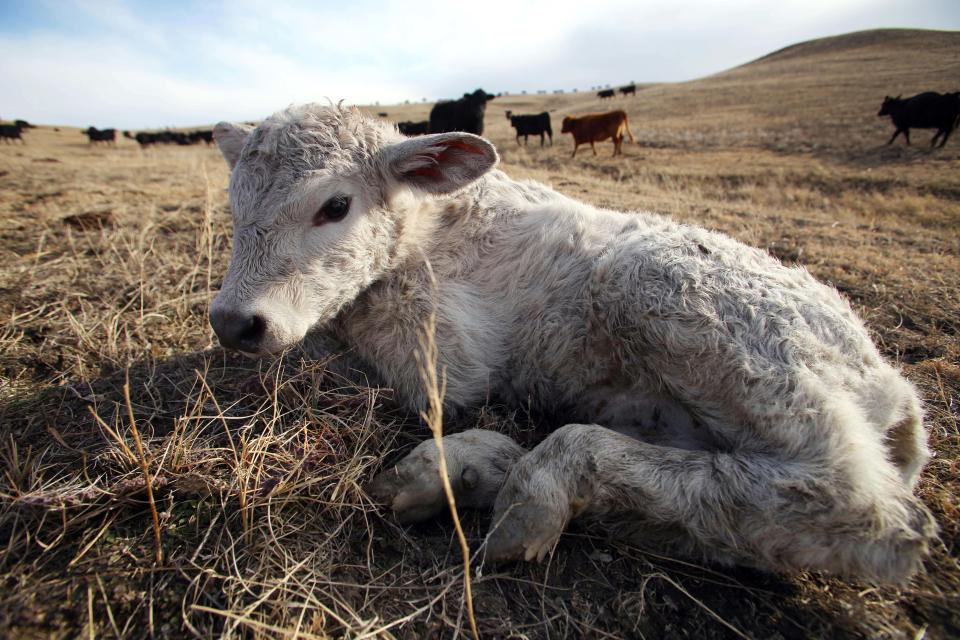 In this March 17, 2014 a newborn calf rests on Chuck O'Connor's Ranch near Philip, South Dakota. The highest beef prices in decades have some consumers spending extra time in meat market aisles as they search for cuts that won’t break their budgets. Prices likely will stay high for a couple of years as cattle producers like O'Connor start to rebuild their herds amid big questions about whether cattle-producing states will get enough rain to replenish pastures. (AP Photo/Toby Brusseau)