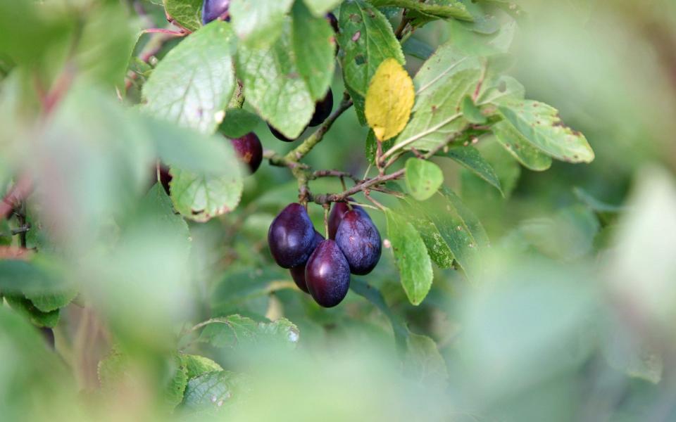 Apples, pears and plums should have gone through their June drop where they cast away tiny surplus fruits - John Keates / Alamy