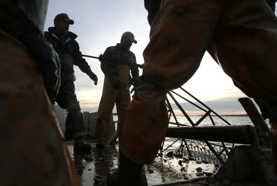 In this Dec. 20, 2013 picture, crew members pull a dredge full of oysters aboard the skipjack Hilda M. Willing in Tangier Sound near Deal Island, Md. (AP Photo/Patrick Semansky)