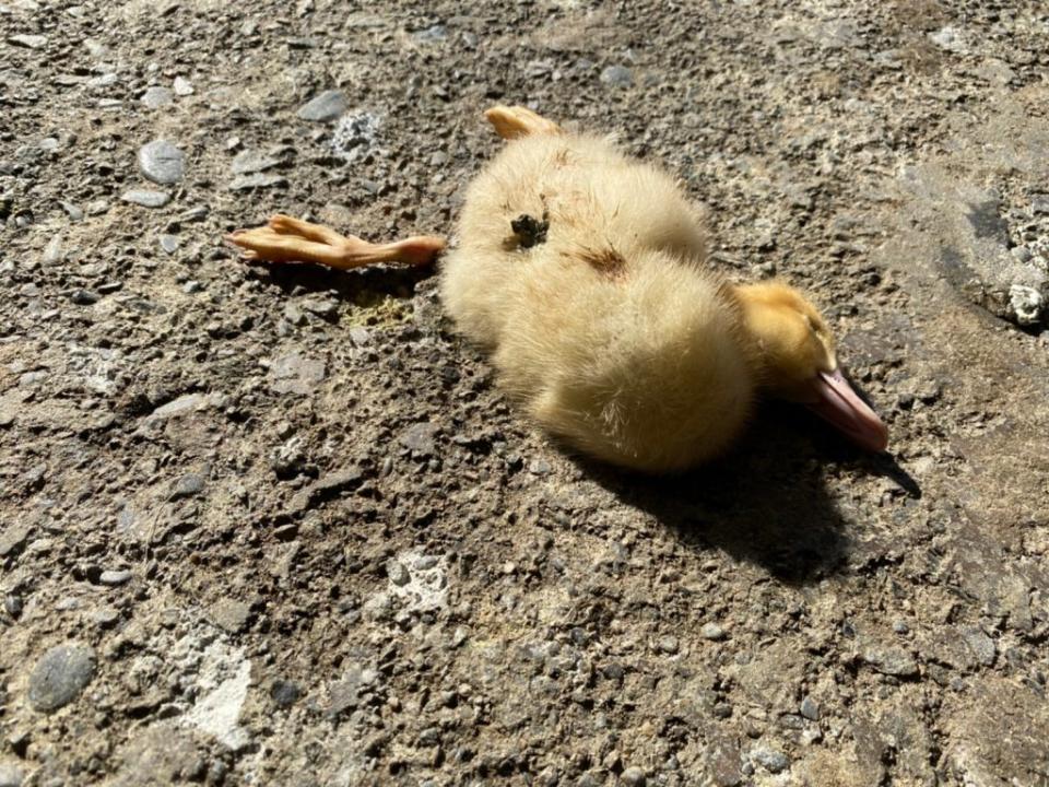 雲林發現第一場H5N1禽流感場，撲殺二十日齡二萬五六三七隻土番鴨。（記者陳正芬翻攝）