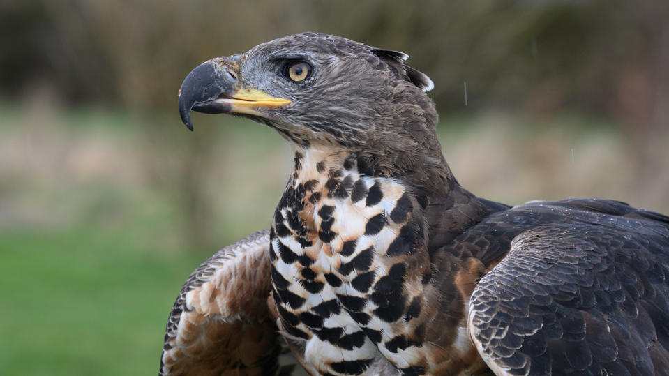 Crowned eagle