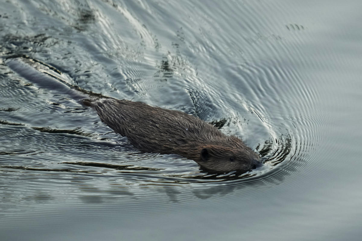 #California aims to tap beavers, once viewed as a nuisance, to help with water issues and wildfires