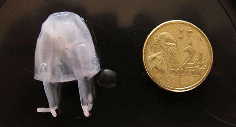 The Irukandji jellyfish is particularly difficult to spot due to its size and invisibility in water. Source: AAP