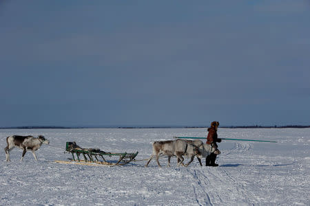 A herder of the agricultural cooperative organisation "Harp" walks with reindeer at a reindeer camping ground, about 250 km south of Naryan-Mar, in Nenets Autonomous District, Russia, March 4, 2018. REUTERS/Sergei Karpukhin