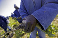 Prisoners harvest turnips, April 15, 2014, at the Louisiana State Penitentiary in Angola, La. The former 19th-century antebellum plantation once was owned by one of the largest slave traders in the United States. (AP Photo/Gerald Herbert)