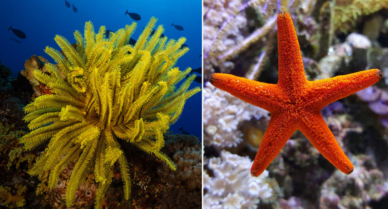Yellow crinoids and orange starfish under the sea
