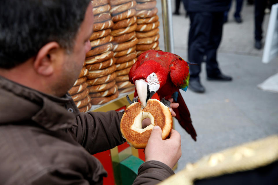 Life with a parrot in Istanbul