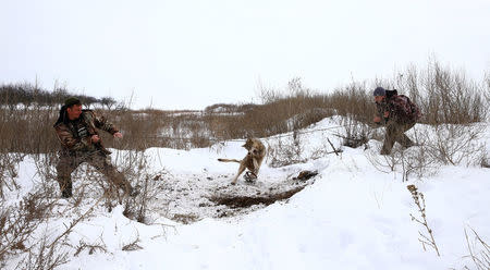 Vladimir Krivenchik (L) and Nikolay Skidan, hunters, strangle a wolf which is caught in a trap near the village of Khrapkovo, Belarus February 1, 2017. REUTERS/Vasily Fedosenko