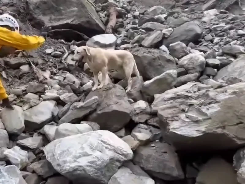 ▲花蓮縣為7.2強震重點災區，多處民宅及公路倒塌，中央與地方政府也派出救難員與搜救犬全力救災，圖為高雄搜救犬Roger。（圖／翻攝畫面）