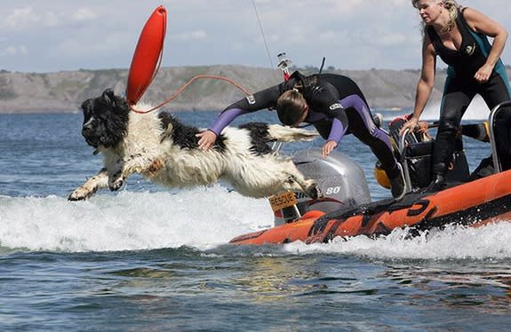 Whizz dog leaping off lifeboat