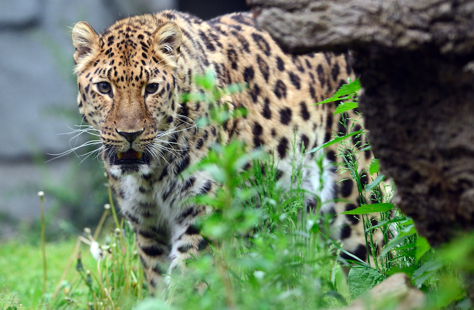 <p>Só restam 70 leopardos de Amur na natureza, graças à destruição do <i>habitat</i> da espécie e à caça. (<i>Foto: Rex</i>)</p>