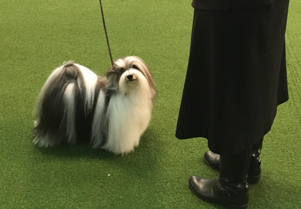 Bono the Havanese poses with handler Taffe McFadden on the way to a best of breed win at the Westminster Kennel Club dog show in New York on Monday, Feb. 10, 2020. Bono finished second overall in the event last year. (AP Photo/Ginger Tidwell-Walker)