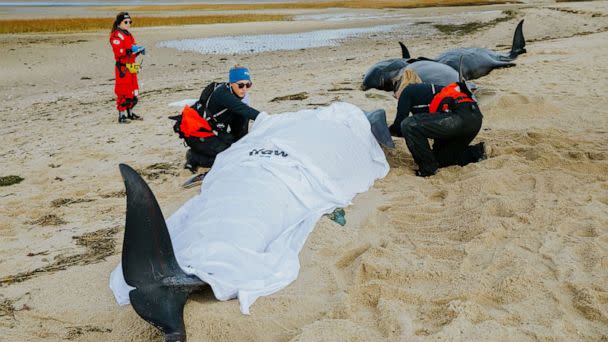 PHOTO: Rescues are underway for several pilot whales stranded on a beach in Eastham, Massachusetts. (International Fund for Animal Welfare)