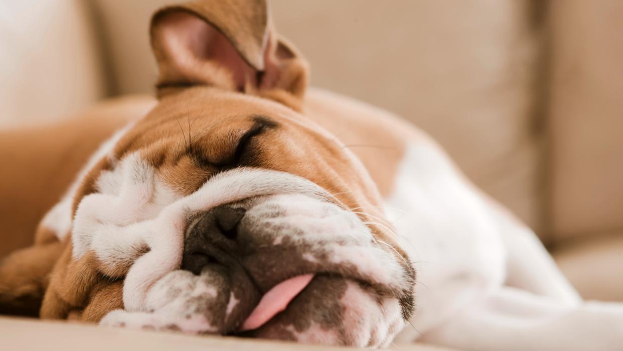  Bulldog sleeping. 