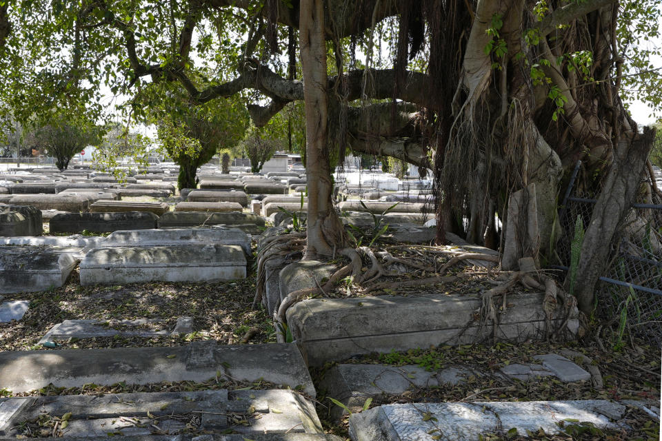 Above ground graves are placed next to each other under the shade of a banyan tree at the Lincoln Memorial Park Cemetery, Monday, Feb. 26, 2024, in the Brownsville neighborhood of Miami. The cemetery holds the remains of 10,000 Black Americans, including some of Miami's most influential figures including Miami's first Black millionaire, D.A. Dorsey, and Gwen Cherry, Florida's first Black woman to serve in Florida's legislature. (AP Photo/Marta Lavandier)