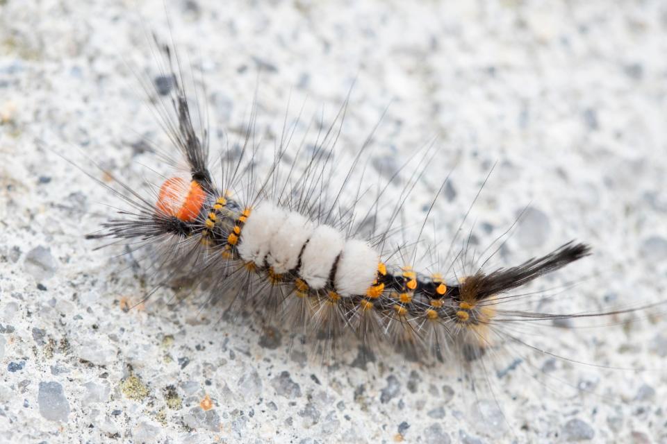 A tussock moth caterpillar can cause a rash if touched.