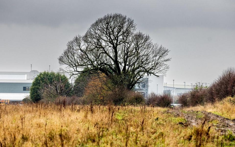 Campaigners want the retail giant to incorporate the tree into its building plans