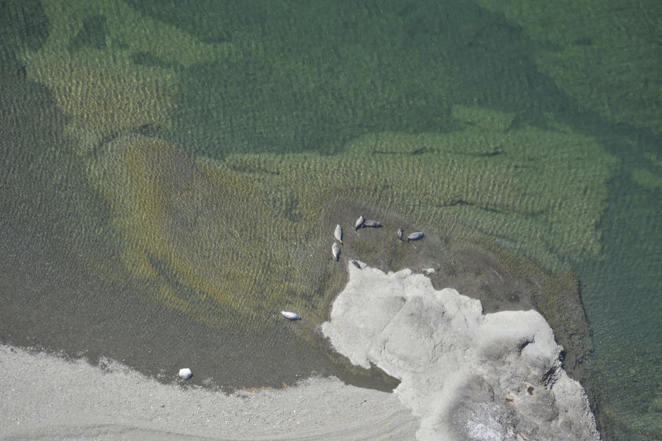 In this June 17, 2011, photo provided by NOAA Fisheries are freshwater seals at Iliamna Lake, Alaska. An environmental group is petitioning the federal government to list a population of freshwater Alaska seals under the Endangered Species Act. The Center for Biological Diversity on Thursday, Feb. 6, 2020, petitioned to provide protections to harbor seals that live at Iliamna Lake in southwest Alaska. (Dave Withrow/NOAA Fisheries via AP)