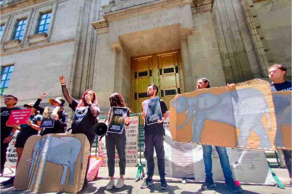 elefanta ely protesta corte traslado santuario brasil