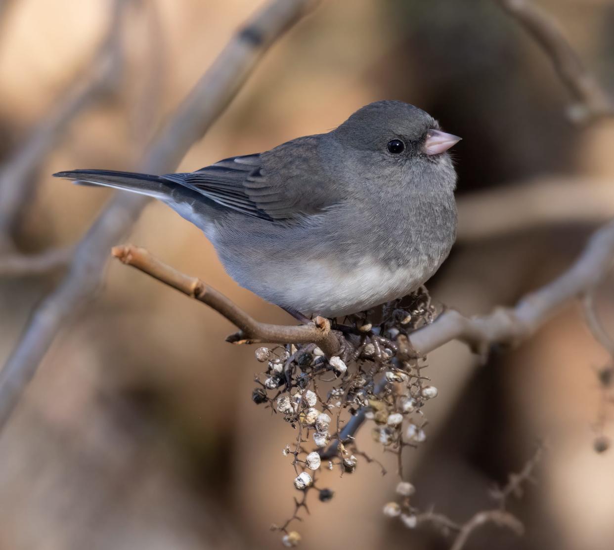 A male dark-eyed junco snacks on poison ivy berries.