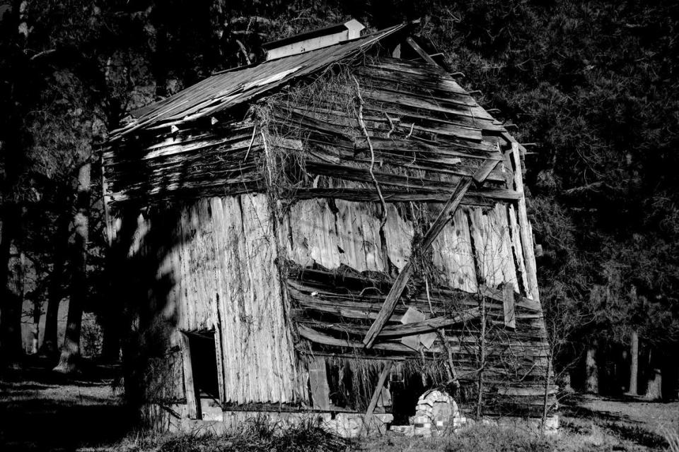 The remains of an old North Carolina tobacco barn leans heavily as age overtakes it.