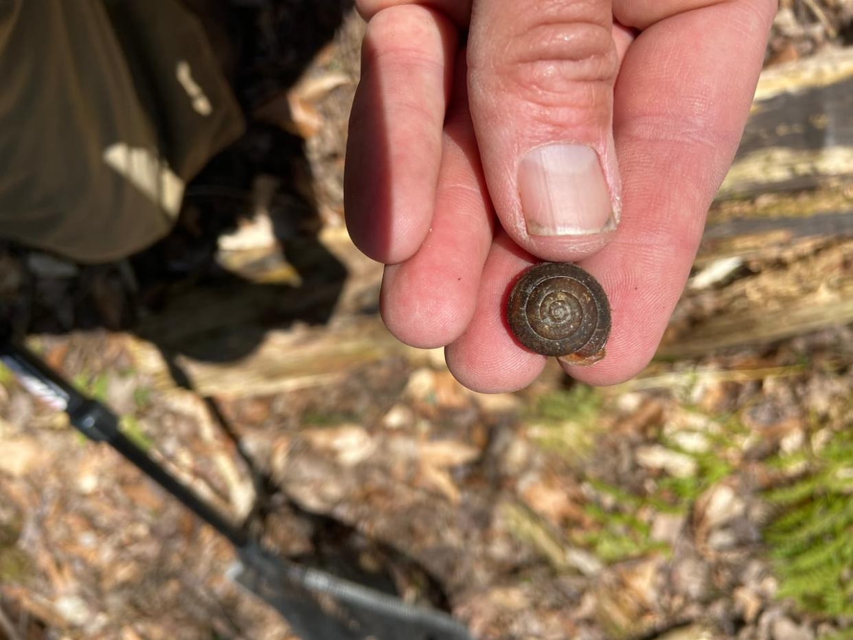 This live shagreen snail was found by Scott Gillingwater, biologist with the Upper Thames River Conservation Authority, in Snake Woods Nature Preserve near Woodstock in 2023. (Scott Gillingwater - image credit)