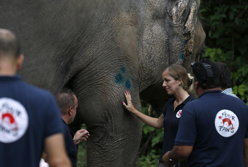 Veterinarians from the international animal welfare organization 'Four Paws' examine an elephant named 'Kaavan' at the Maragzar Zoo in Islamabad, Pakistan, Friday, Sept. 4, 2020. The team of vets are visiting Pakistan to assess the health condition of the 35-year-old elephant before shifting him to a sprawling animal sanctuary in Cambodia. A Pakistani court had approved the relocation of an elephant to Cambodia after animal rights activists launched a campaign. (AP Photo/Anjum Naveed)