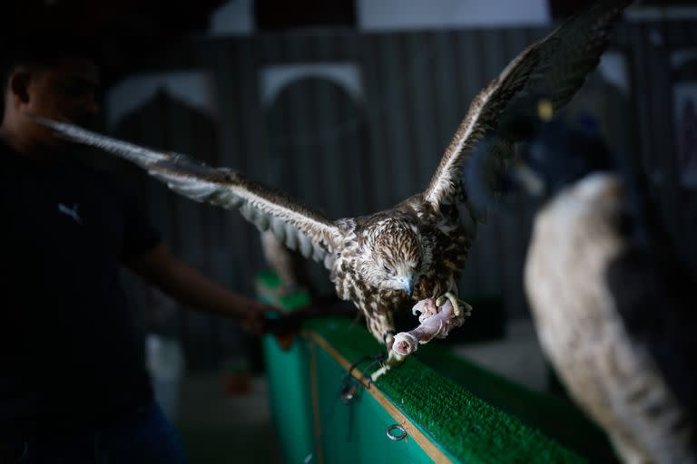 Los halcones comen dos veces al día carne de pollo y conejo