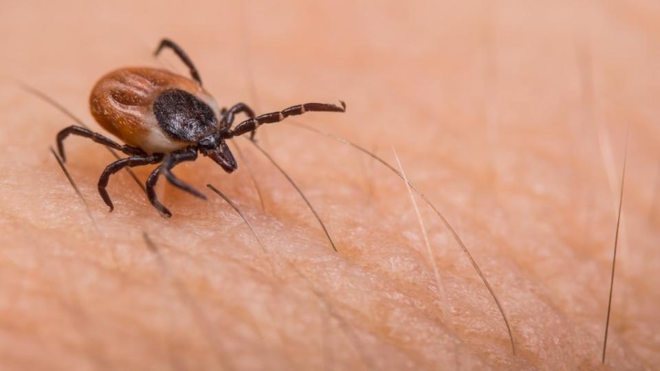 Lyme disease is a bacterial infection that’s caused by a bite from an infected blacklegged tick. KPixMining – stock.adobe.com