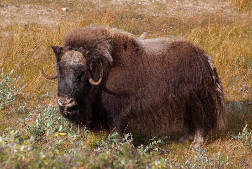 A Greenland musk ox - iStock