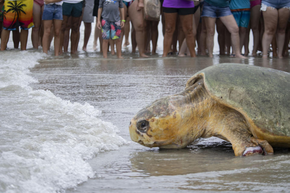 In this photo provided by the Brevard Zoo, Bubba, a 375-plus-pound loggerhead sea turtle, is released back into the Atlantic Ocean at Lori Wilson Park in Cocoa Beach, Fla., Wednesday, July 10, 2024. (Brevard Zoo via AP)