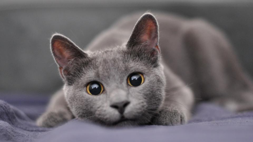 Close up of Russian Blue cat crouching on the floor looking ready to pounce