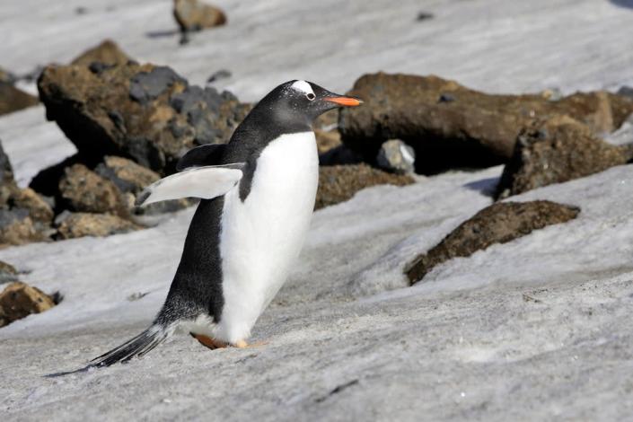 Climate change is drastically changing the mix of species on the Antarctic Peninsula (Getty/iStock)