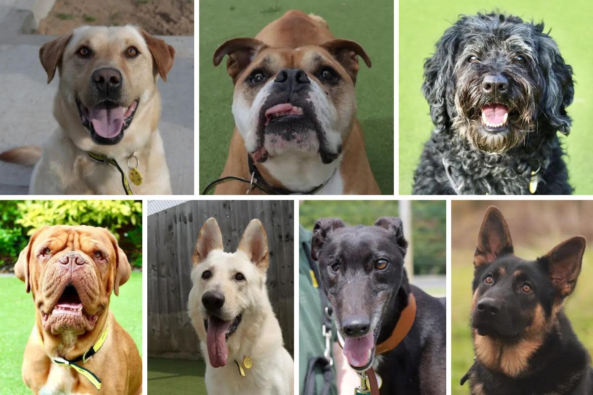 A variety of dogs are looking for new homes, including a Bulldog and a Dogue De Bordeaux <i>(Image: Dogs Trust)</i>