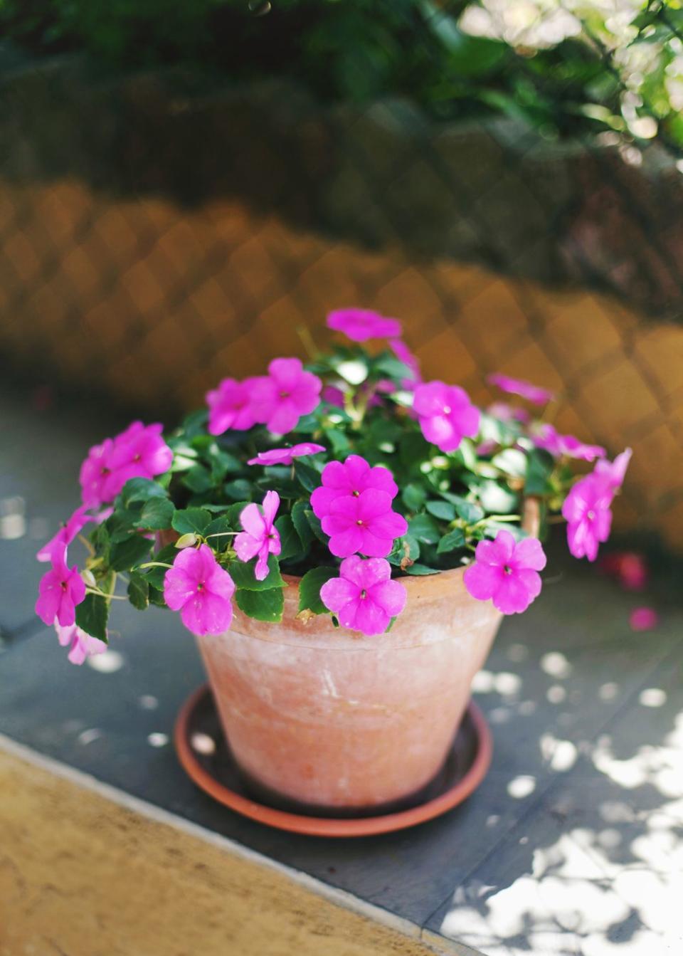 shade flowers impatiens