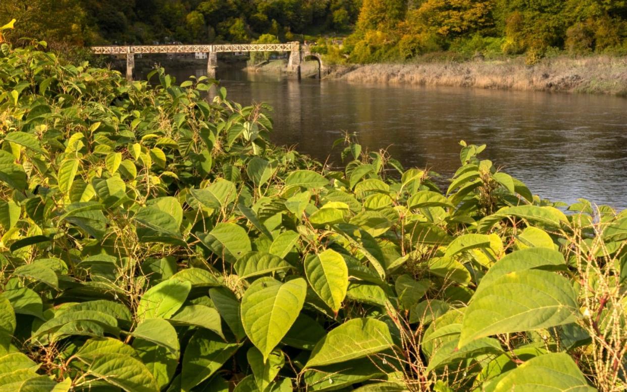 Japanese Knotweed can spread very quickly - Getty Images Contributor