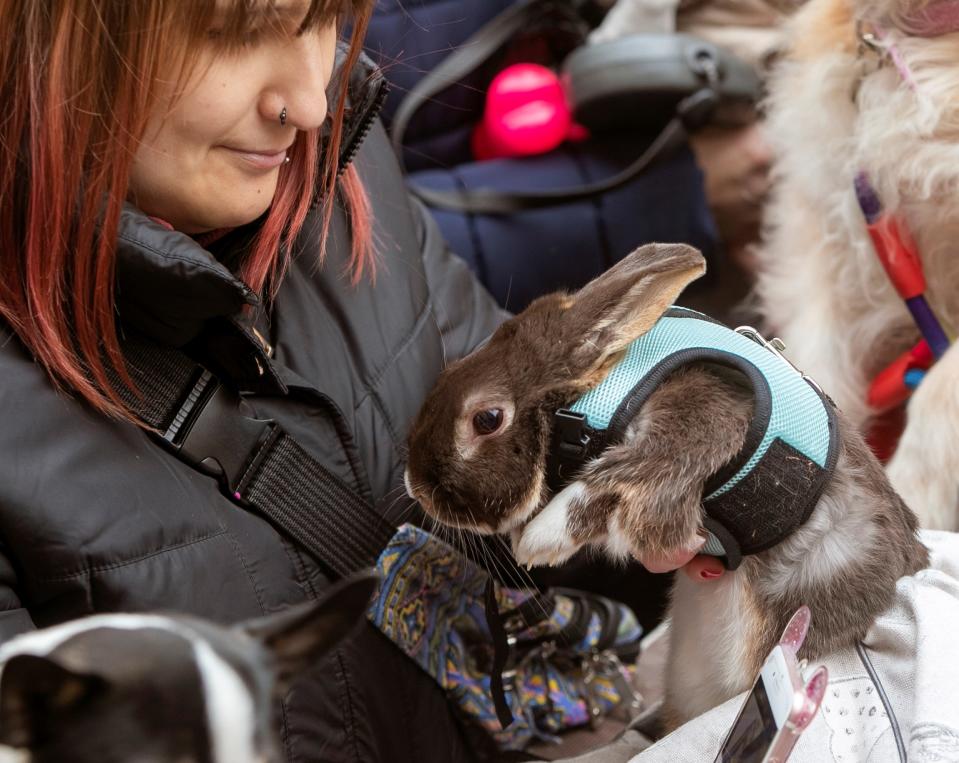 A woman holds her rabbit as she waits for the traditional animal blessing in Zaragoza, Spain, Jan. 17, 2019. (Photo: Javier Cebollada/EPA-EFE/REX/Shutterstock)