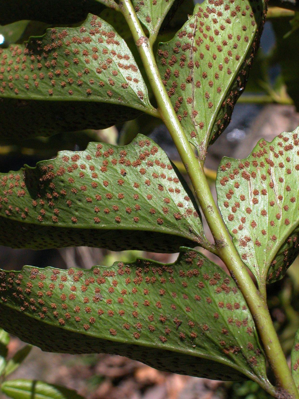 Like many ferns, the holly fern has sporangia grouped together in tiny, tiny patches on the back side of the leaf.