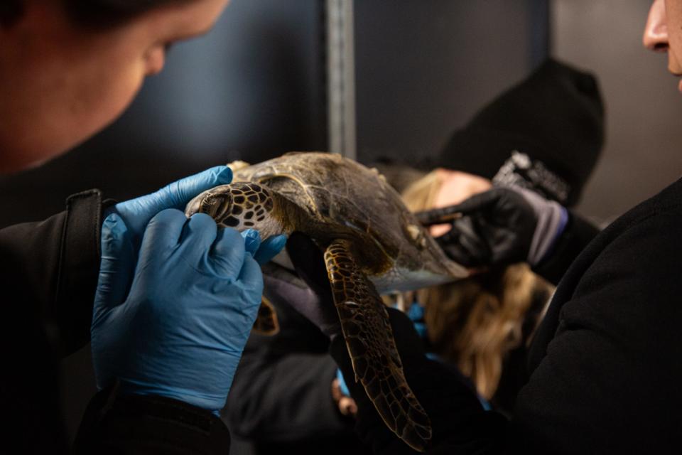 Texas State Aquarium staff examine a cold-stunned Green Sea Turtle in the dry docking area at the Wildlife Rescue Center on Wednesday, Jan. 17, 2024, in Corpus Christi, Texas.