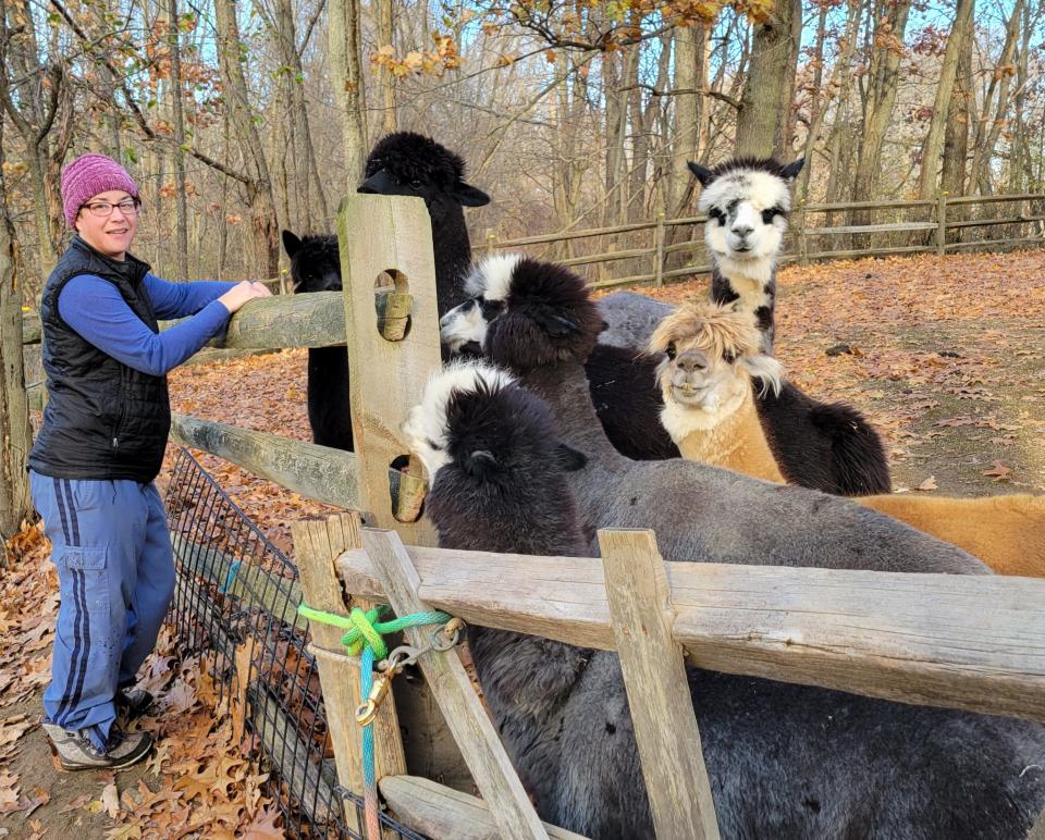 Alison Barstow Elliott stands at the fence where her donkeys escaped. Her husband has since repaired it. With her are eyewitnesses to their incident - her alpacas.
