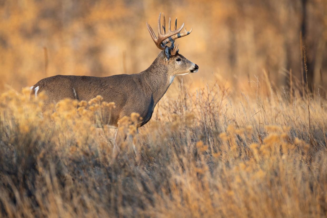 A nice buck in a field.