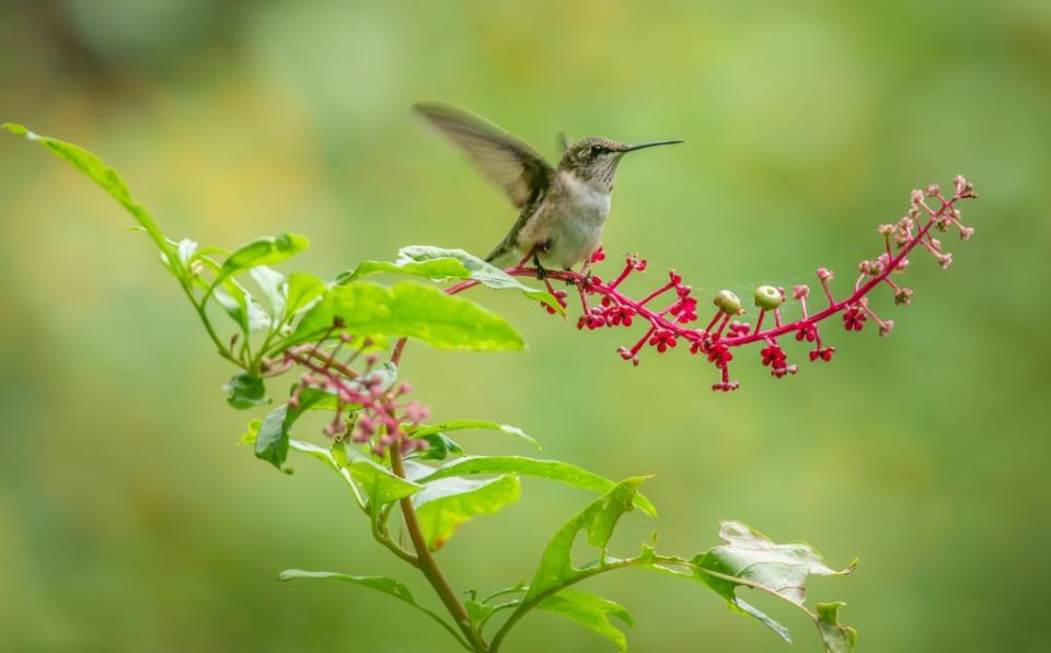 Greensboro Arboretum Via Getty Images