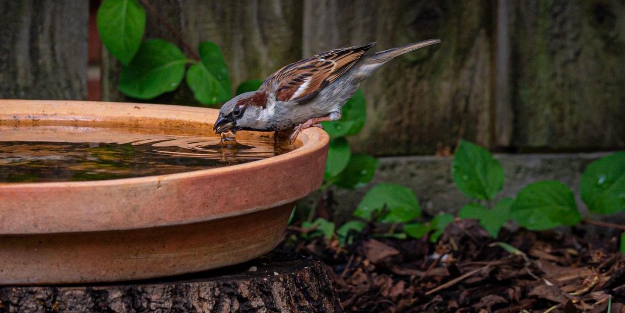 male house sparrow, passer domesticus, drinking water in residential garden