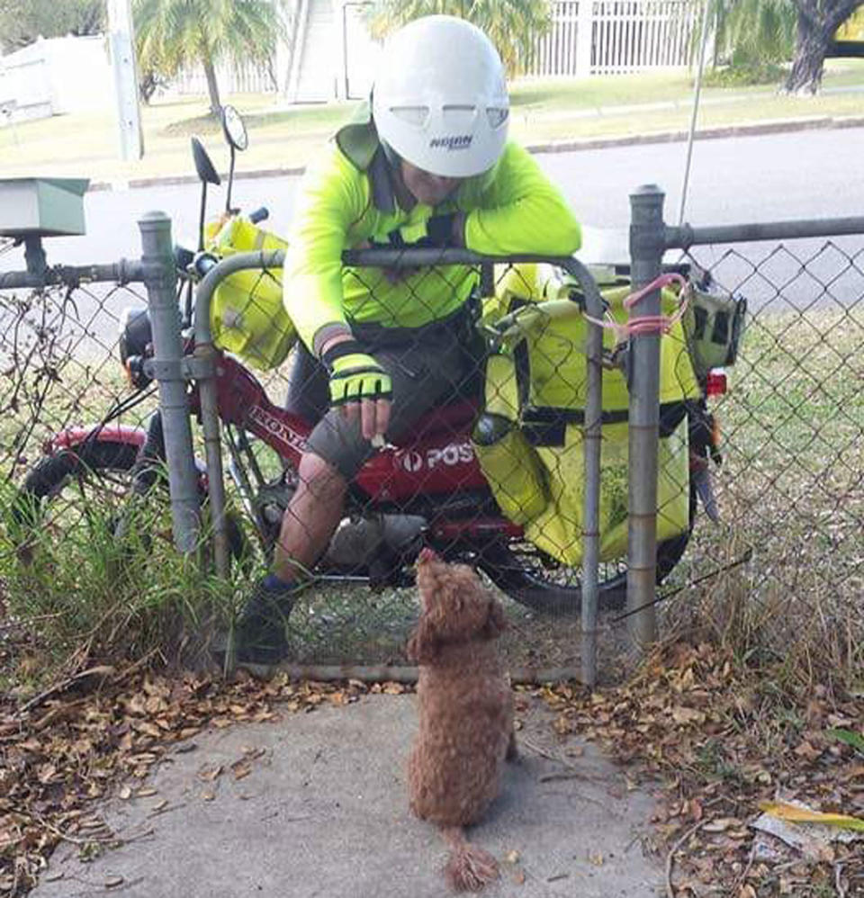 An Australia Post worker on a motorbike reaches over a fence to pat a small, fluffy dog.