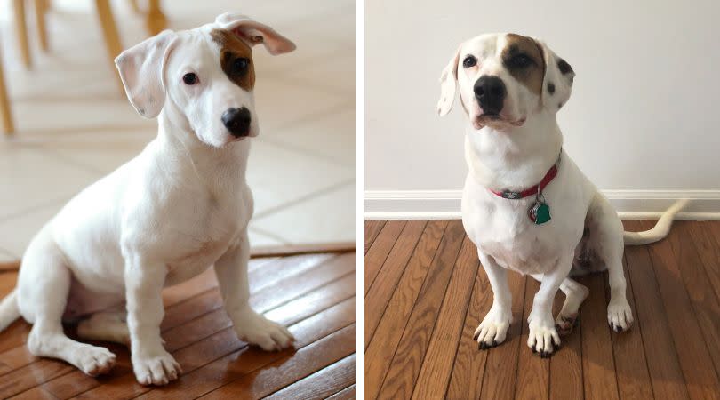 On the left, my dog <a href="https://www.instagram.com/thisisaprilthedog/" target="_blank" rel="noopener noreferrer">April</a> at only a few months old. On the right, April at 4 years old. She tried&nbsp;two dog DNA test kits, Embark and Wisdom Panel, to see how they stack up. (Photo: Danielle Gonzalez x HuffPost)