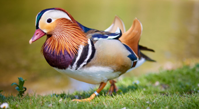 Comment accueillir le canard mandarin au jardin ?