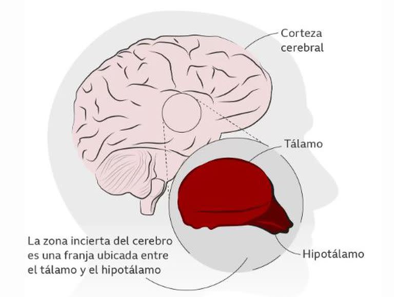 La zona incierta juega un rol en la consolidación de la memoria